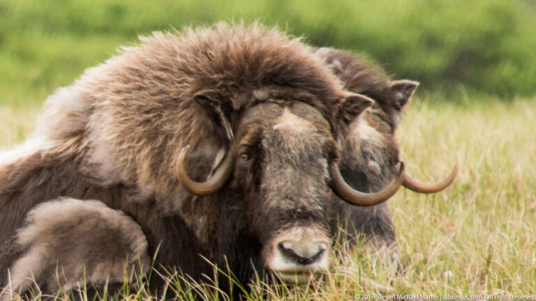 Three musk ox faces and curved horns crowd together above a calf in grass.