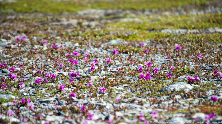 Many magenta fireweed blossoms grow across a low rocky tundra slope in Alaska.