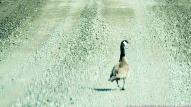 A goose walks across a pale gravel flat, casting a shadow to its left.