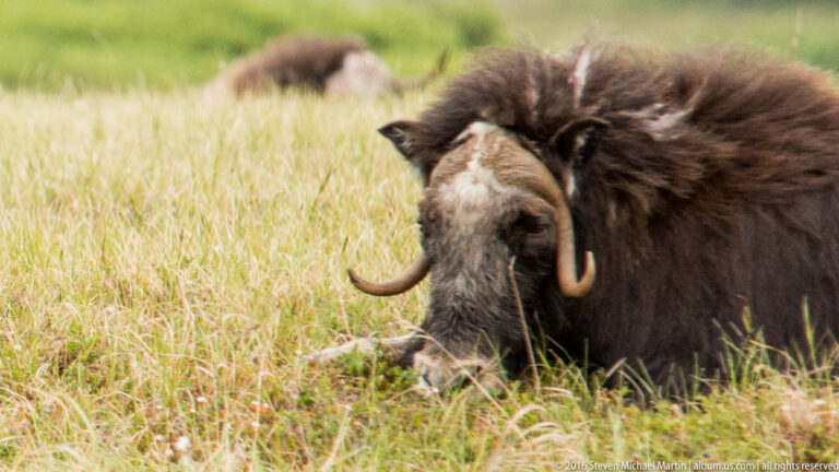 A musk ox lowers its head in front of a second animal in the meadow.