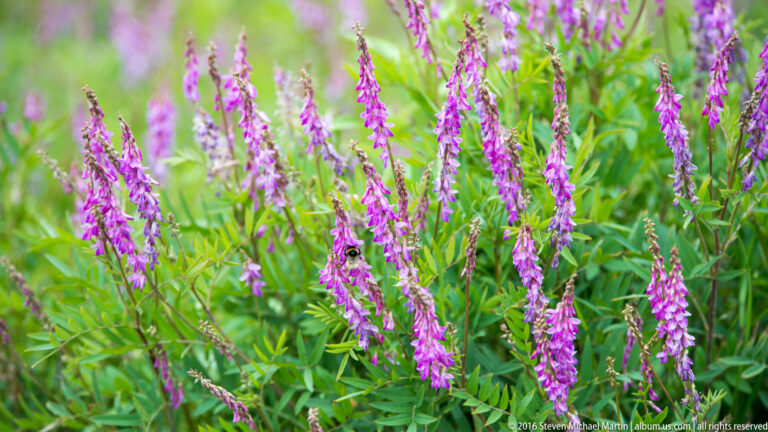 Tall fireweed stems with magenta blossoms rise among long green leaves in a dense patch.