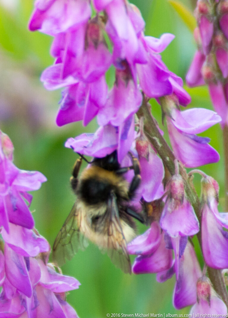 A bumblebee feeds beneath magenta fireweed blossoms amid blurred green foliage in close-up.
