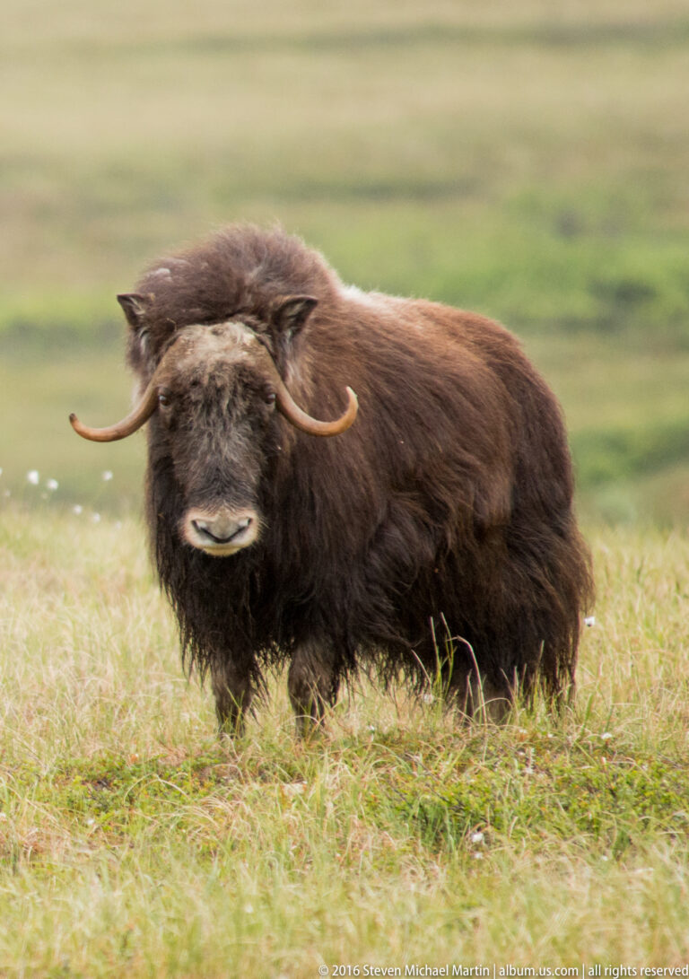 A lone musk ox stands in profile while turning its face toward the camera.
