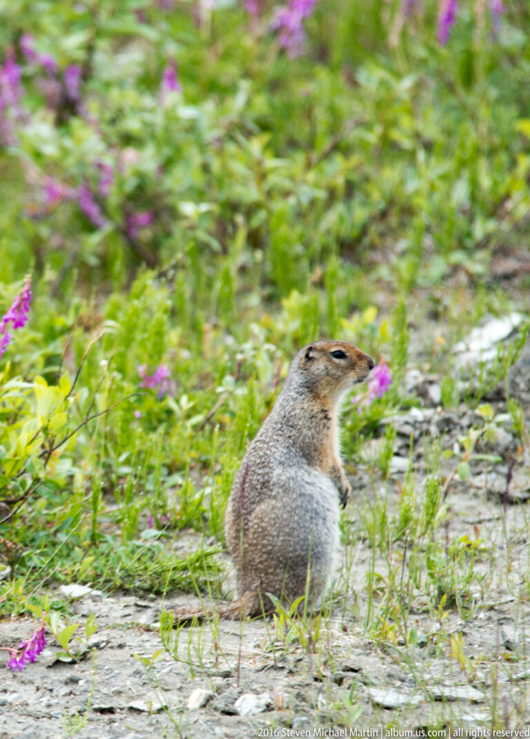 An Arctic ground squirrel sits upright among fireweed, looking to the right.