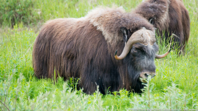 A musk ox grazes in tall green meadow grass, with a second shaggy animal standing behind it.