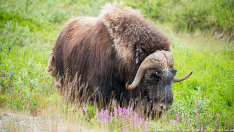 A shaggy musk ox grazes among green grasses and pink fireweed, its curved horns framing its lowered head.