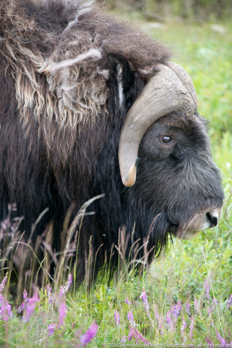 Close profile of a musk ox, with its curved horn, eye, broad muzzle, and layered brown coat in focus.