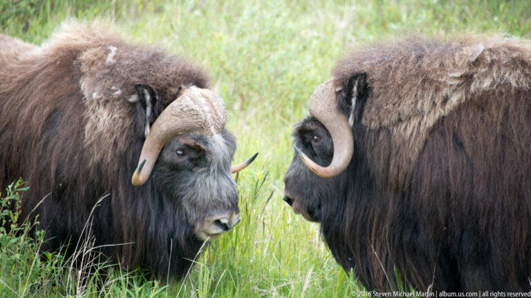 Two shaggy musk oxen face each other in tall grass, their curved horns nearly meeting.