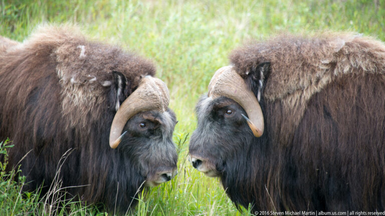 Two musk oxen stand close together in meadow grass, facing inward with their horns framing their heads.