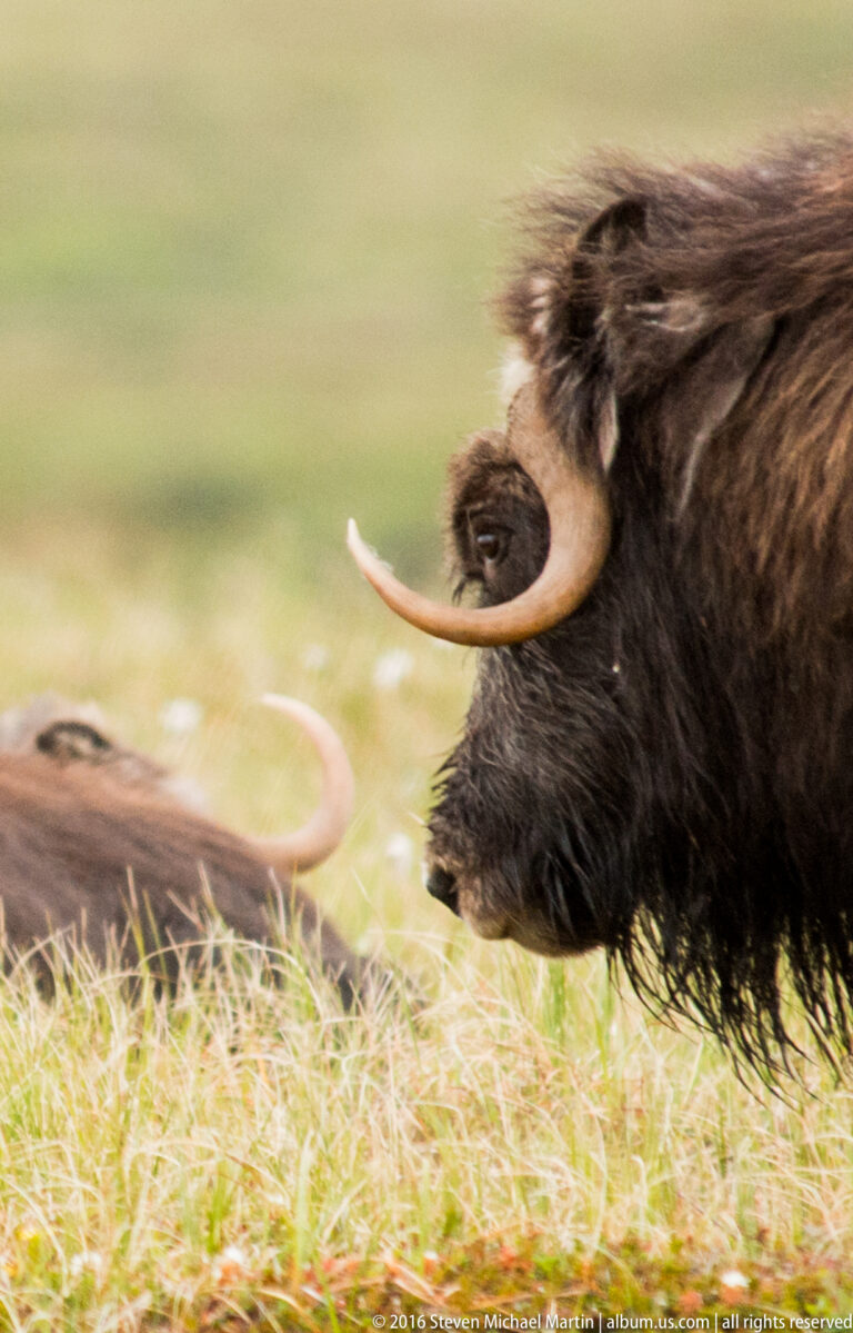 A musk ox's face and curved horn fill the right side of the frame.