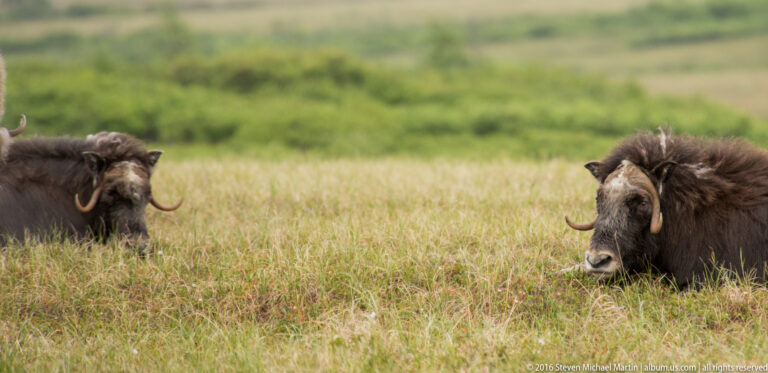 Two musk oxen stand far apart in a wide grassy tundra meadow.