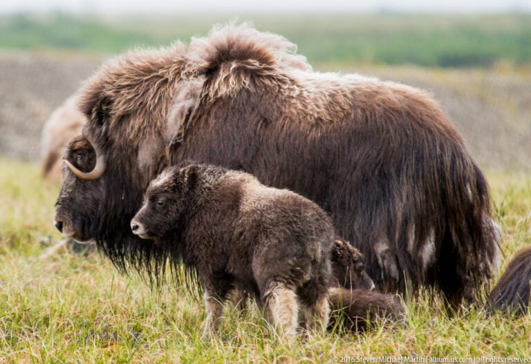 A young musk ox stands beside a larger adult in pale tundra grass, with another animal blurred behind them.