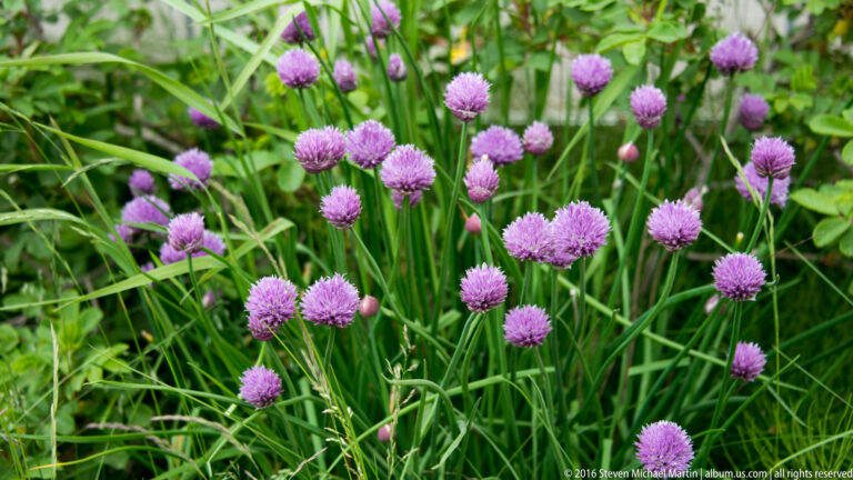 Close view of clustered purple globe-shaped flower heads and narrow green leaves in a garden.
