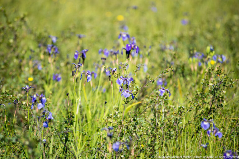 Purple wildflowers and scattered yellow blooms grow among grasses in a sunlit meadow.