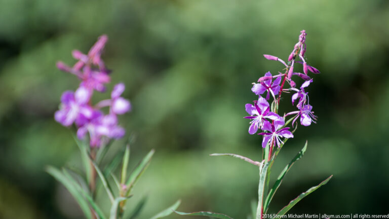A slender fireweed stalk with pink-purple blossoms and buds stands against blurred green vegetation.