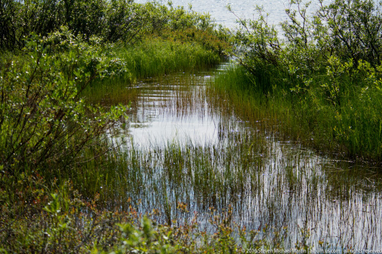 A narrow reflective watercourse runs between reeds, grasses, and low shrubs in a wetland.