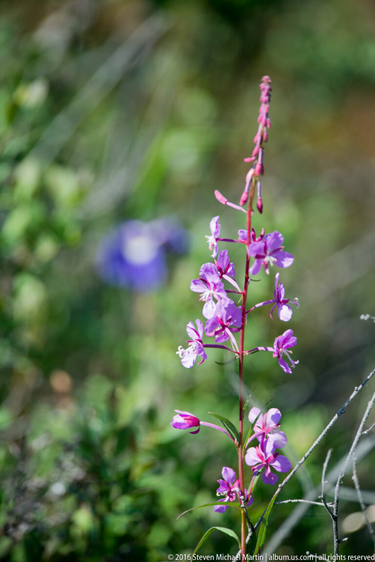 A slender stalk of pink fireweed flowers stands in focus against softly blurred vegetation.