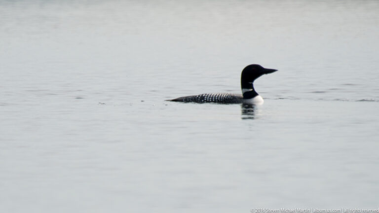 A black-and-white loon swims across pale open water, its spotted back visible above the surface.