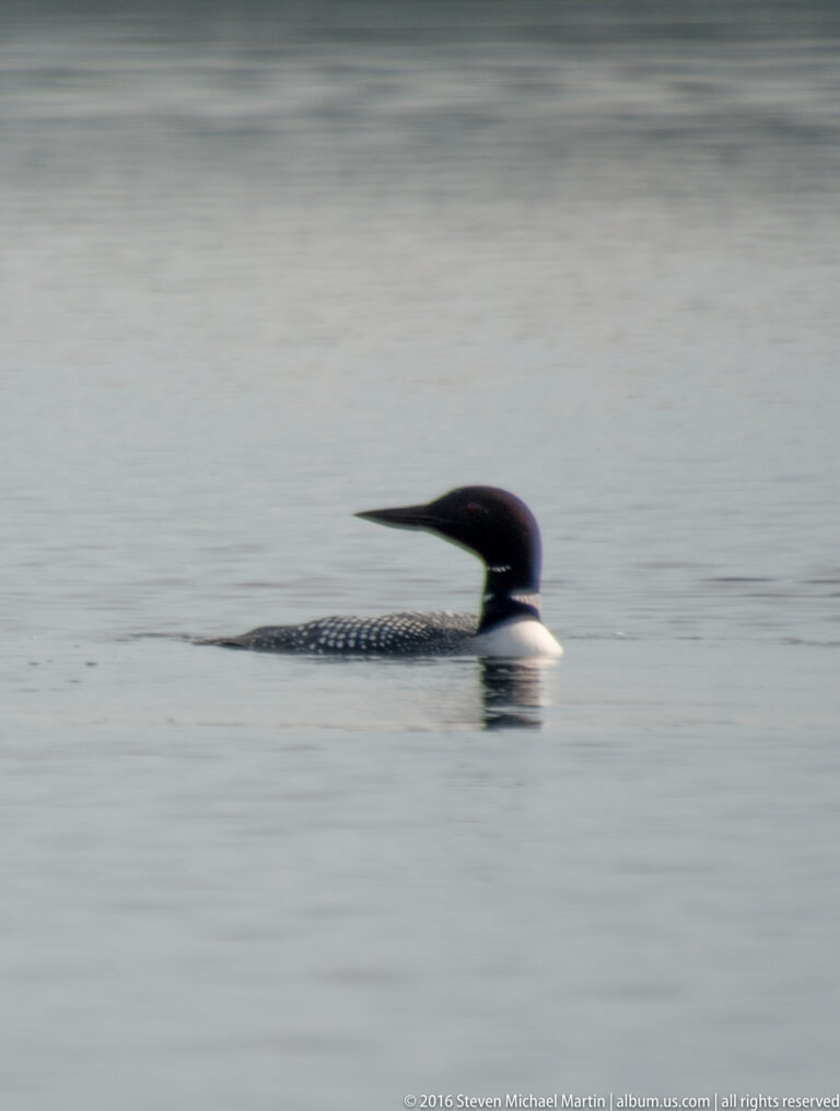 A loon swims left across gray water, showing its long bill, white throat band, and patterned back.