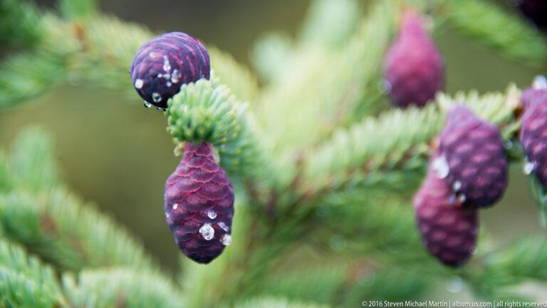 Purple spruce cones with water droplets cling to a green branch, with additional cones blurred in the background.