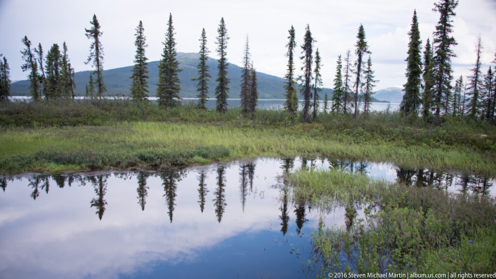 A shallow pond reflects slender spruce trees and a low ridge, bordered by grasses and wetland plants.