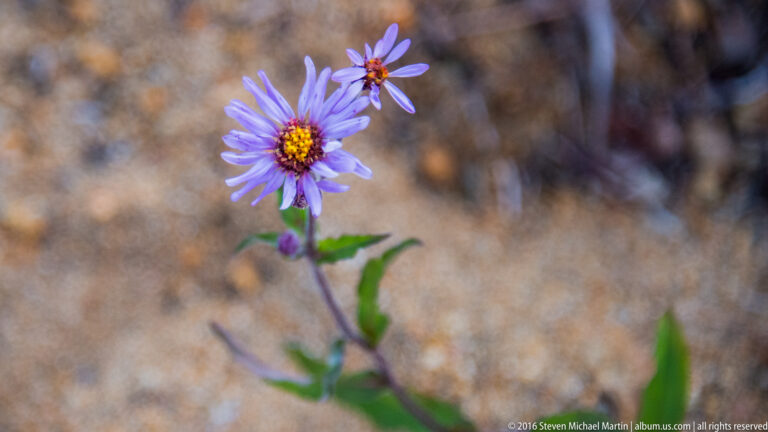 Violet aster-like flowers with yellow centers rise above a blurred rocky ground.