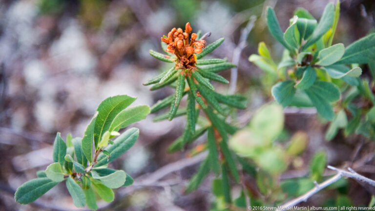 Orange flower cluster on a leafy shrub against a softly blurred background.