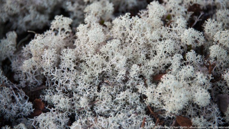 Pale branching lichen covers dark ground and small pieces of forest debris.