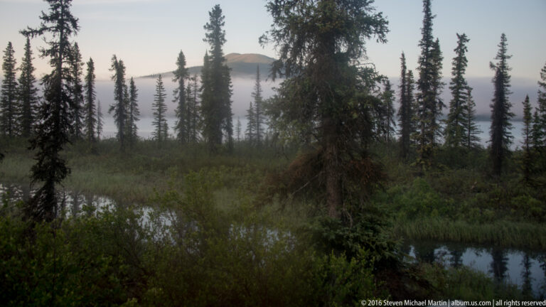 Spruce trunks and lakeside shrubs frame mist over a lake, with wet ground and a faint mountain behind.