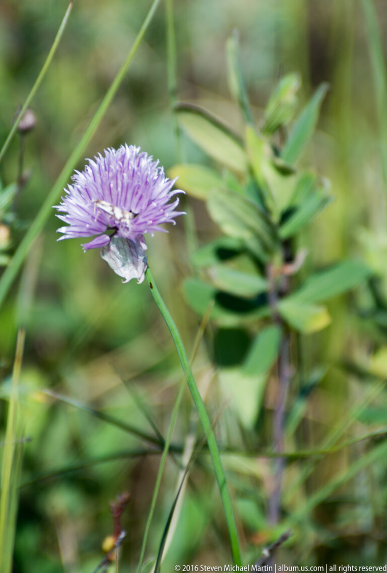 A pale-purple wildflower with a small light-colored insect stands among blurred green leaves.