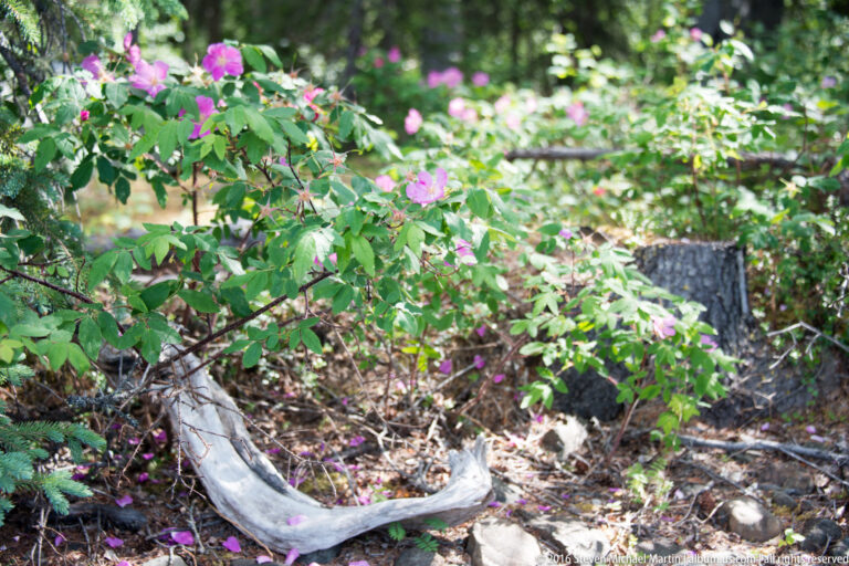 A pale branching antler lies beneath green shrubs dotted with small pink flowers.