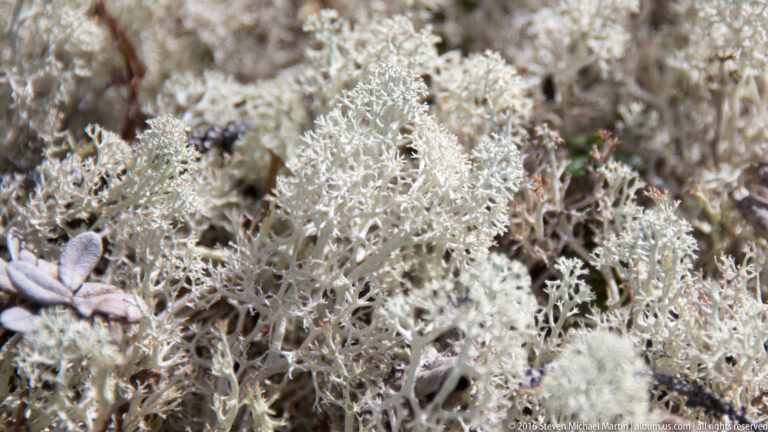 Pale branching lichen grows among low leaves and tundra plants in a close ground-level view.