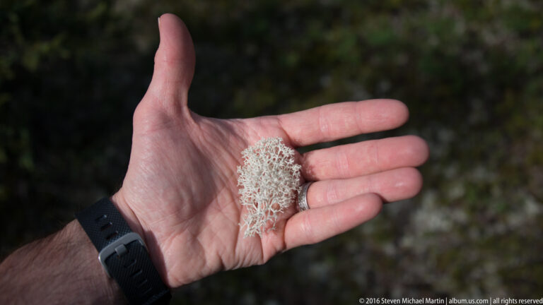 A hand with a dark wristwatch holds a small tuft of pale branching lichen against a dark background.