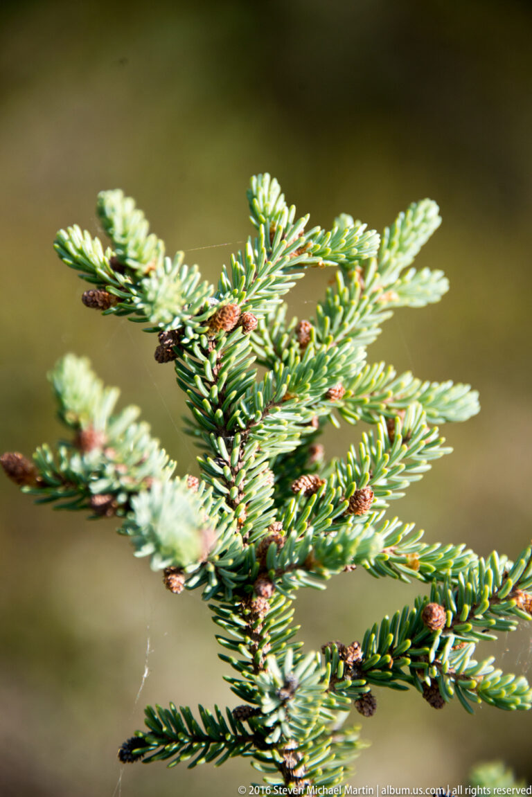 A spruce branch with pale new growth and small reddish-brown cones is isolated against a blurred background.