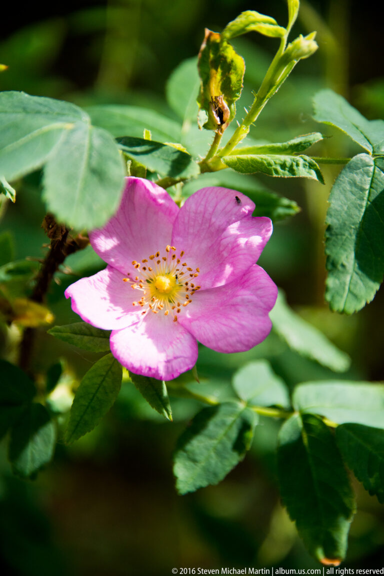 A pink five-petaled wild rose with yellow stamens blooms among green leaves and buds.