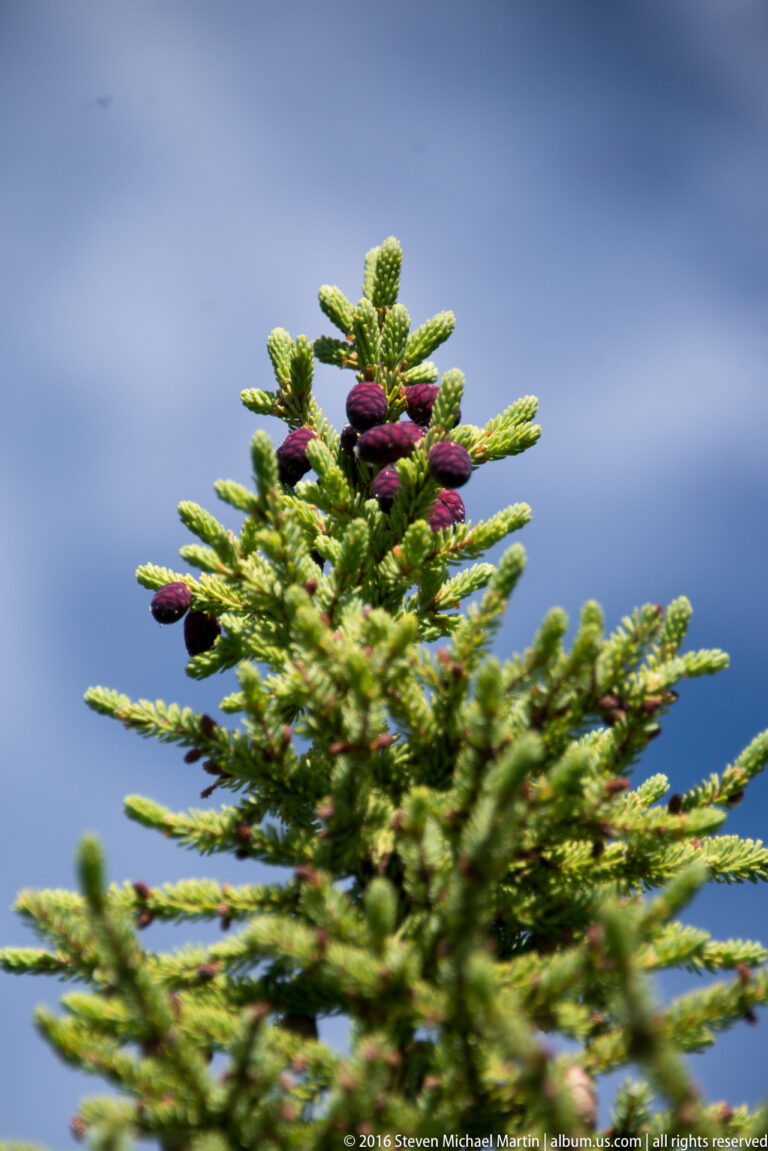 A small spruce crown with numerous reddish-purple cones stands against a clear blue sky.