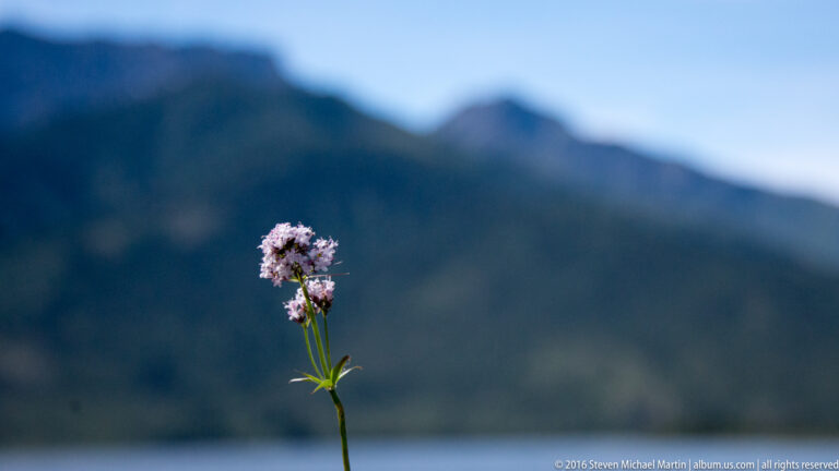 A small pale-purple flower cluster on a slender stem stands before a blurred dark mountain.