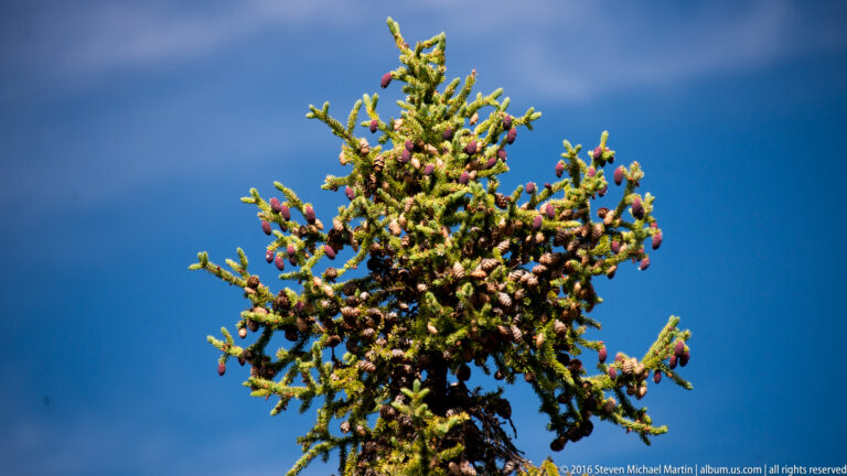 A spruce crown with many reddish cones stands against a deep blue sky.