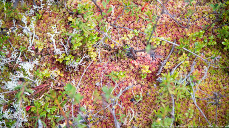 Red and green low shrubs mingle with pale lichen and gray branches across the tundra ground.