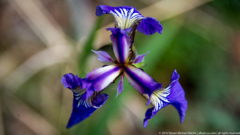 Two purple iris flowers show pale veining and yellow markings against blurred green foliage.