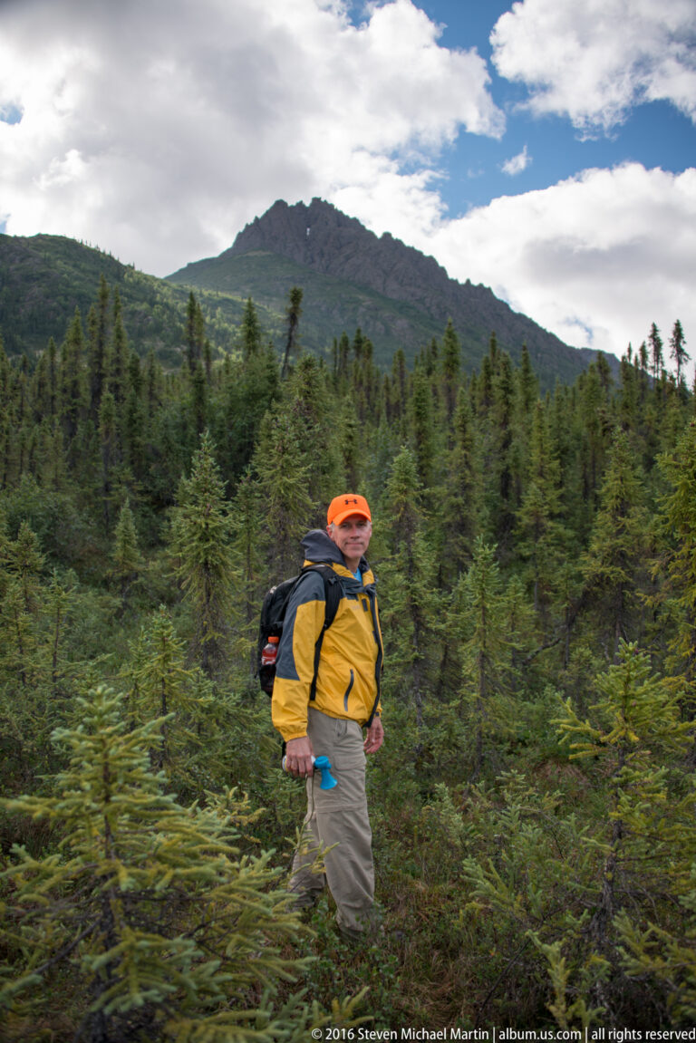 A backpacker in a yellow jacket walks through spruce and brush toward a mountain.