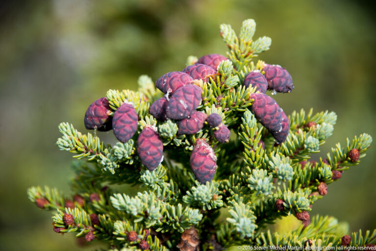 Magenta young spruce cones rise among green needles on a branch.
