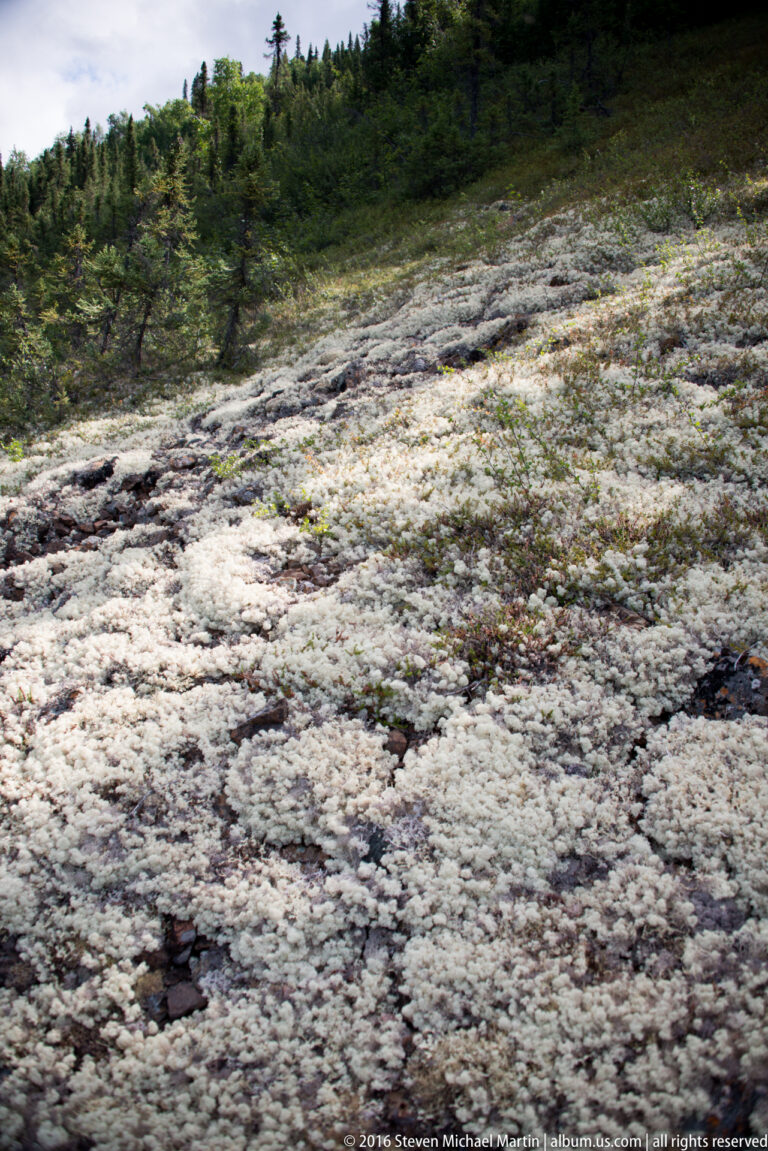 Pale branching lichen covers dark stones and soil on a forest floor.