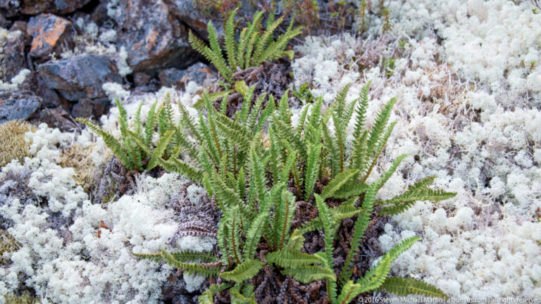 Green fern fronds grow among pale lichen and dark stones.