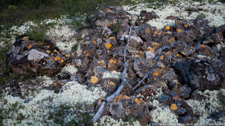 Orange and pale lichens grow across fractured dark stones and sparse plants.