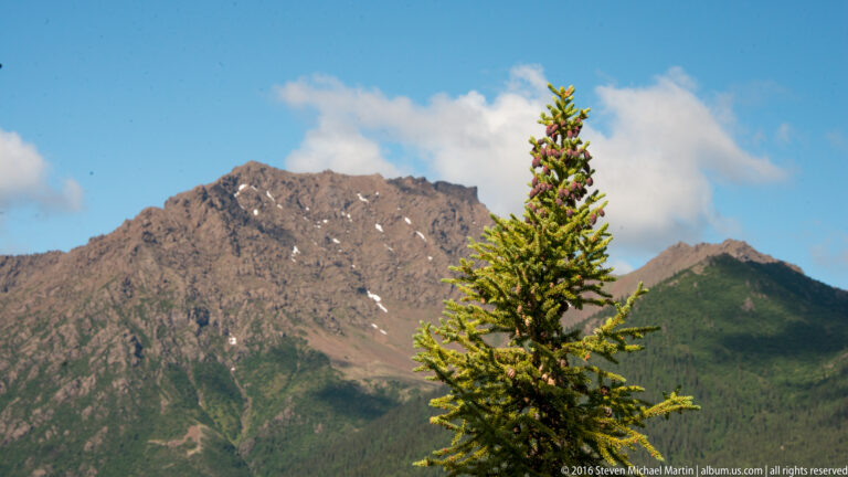 A conifer with reddish new cones stands before a rocky mountain ridge.