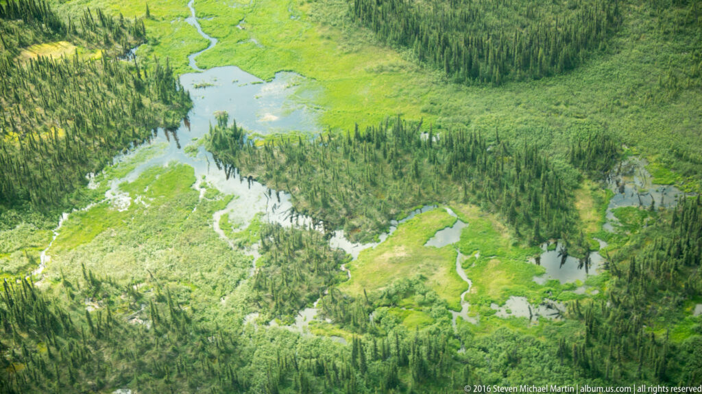 An aerial view shows winding shallow water channels crossing green wetland and patches of dense conifer forest.