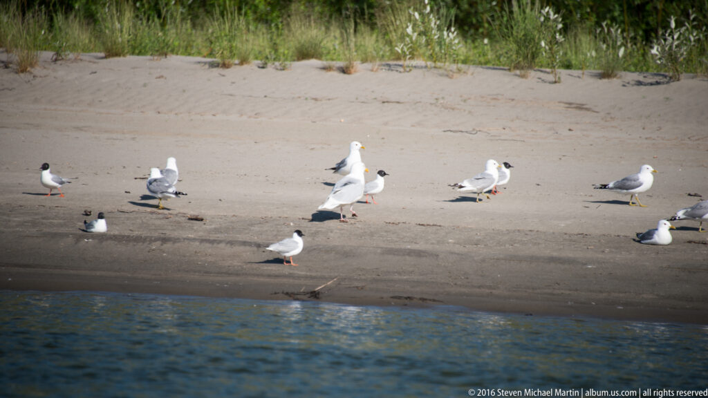 Several gulls stand and rest on a broad sandy riverbank beside dark water.