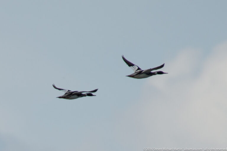 Two dark birds fly across a pale sky, their wings spread at different points in flight.