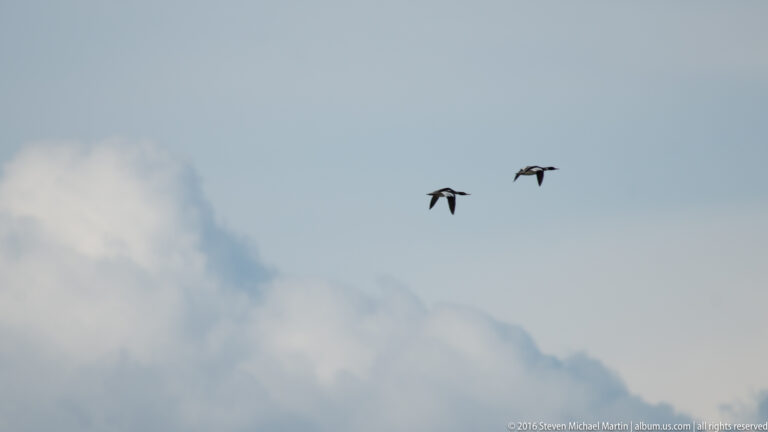 Two small dark birds fly across a pale sky above a diffuse cloud bank.